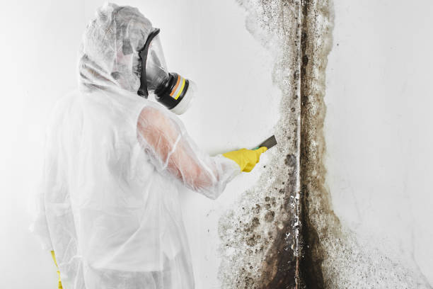 Trusted Tower Lakes, IL Mold Removal Experts
