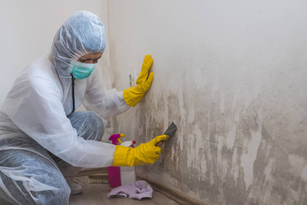 Best Mold Removal Company Near Me  in Tower Lakes, IL