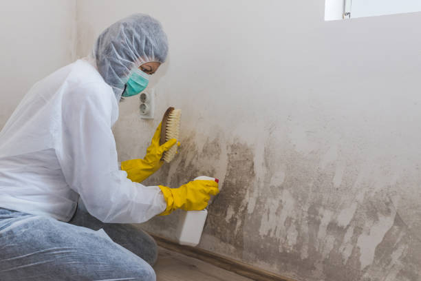 Best Toxic Mold Removal  in Tower Lakes, IL