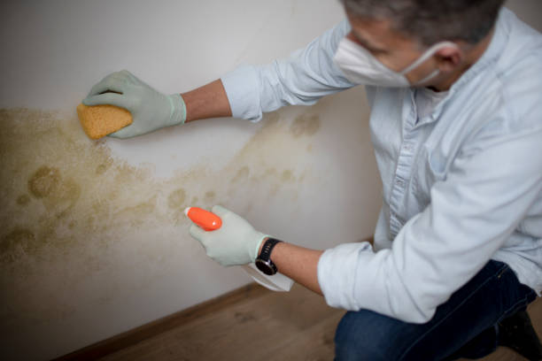 Best Emergency Mold Removal  in Tower Lakes, IL