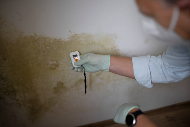 Home Mold Removal in Tower Lakes, IL