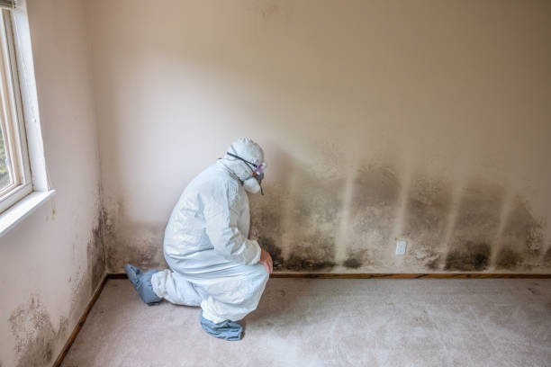 Best Attic Mold Removal  in Tower Lakes, IL