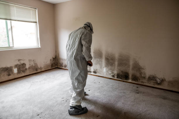 Best Commercial Mold Removal  in Tower Lakes, IL