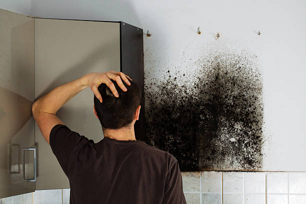 Best Black Mold Removal  in Tower Lakes, IL
