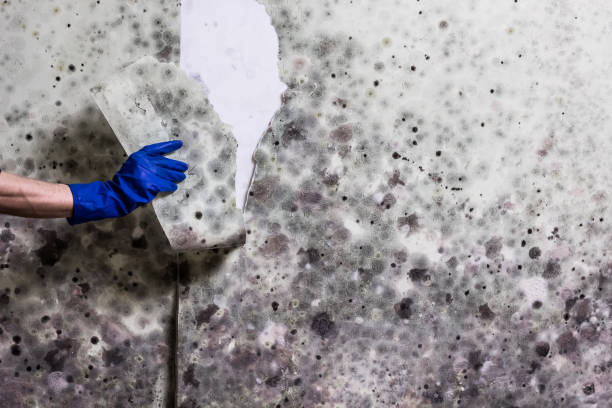 Best Professional Mold Removal  in Tower Lakes, IL