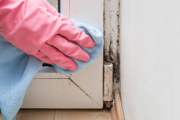 Best Residential Mold Removal  in Tower Lakes, IL