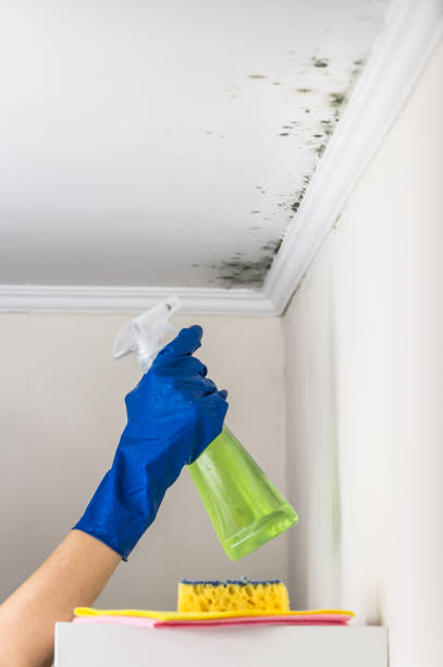 Best Certified Mold Removal  in Tower Lakes, IL