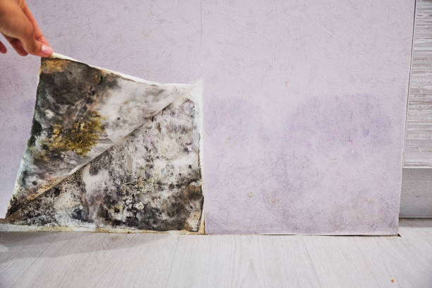 Best Best Mold Removal Companies  in Tower Lakes, IL
